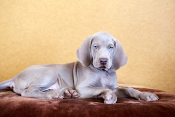 weimaraner blue puppy indoor portrait