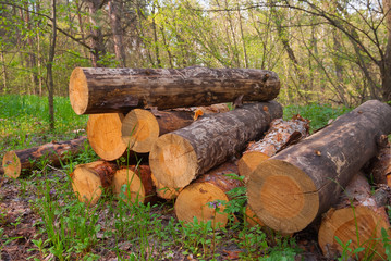 heap of pine trunks in a forest