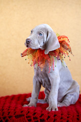 weimaraner blue puppy indoor portrait