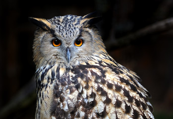 Portrait Owl