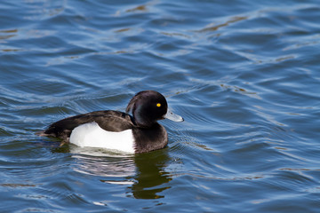 Tufted Duck