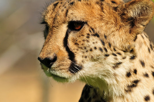 Cheetha Portrait in Namibia