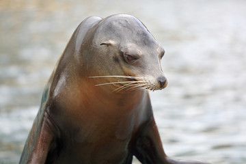 California Sea Lion