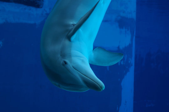 Delfino giocoso