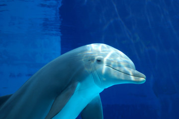 Delfino curioso
