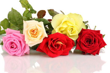Beautiful colorful roses isolated on white