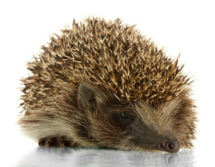 Hedgehog, isolated on white