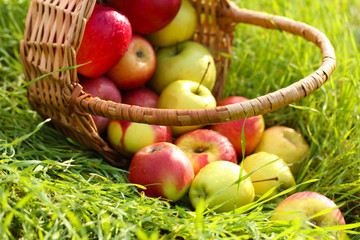 basket of fresh ripe apples in garden on green grass