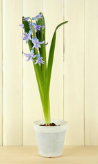 Beautiful hyacinth in flowerpot, on wooden background