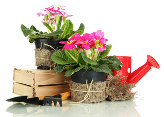 Beautiful pink primulas in flowerpots and gardening tools,