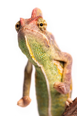 Chameleon  Isolation on white
