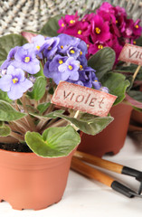 Bright saintpaulias and garden tools on natural background