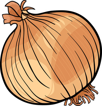 onion vegetable cartoon illustration