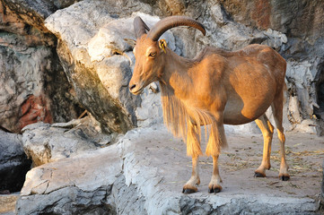 West caucasian tur goat