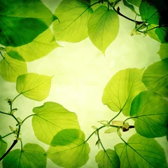 Fotobehang Bomen Green leaves background