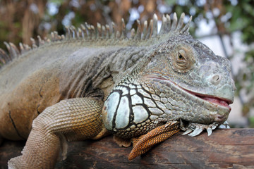 Iguana