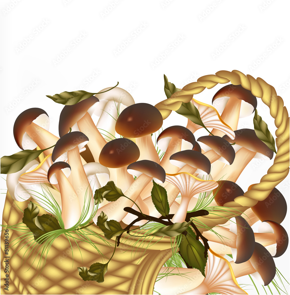 Poster background with vector mushrooms isolated on white