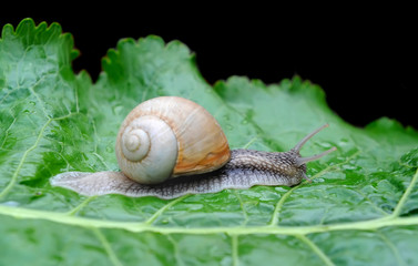 Garden snail (Helix pomatia) on a green leaf