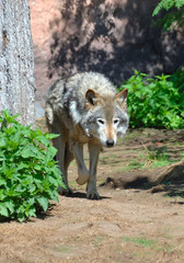 Timber Wolf (Canis lupus)
