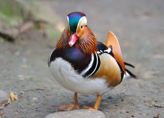 Mandarin duck