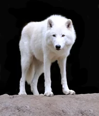 Photo sur Plexiglas Loup Loup blanc