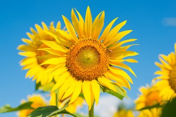 Sunflower in the blue sky, background