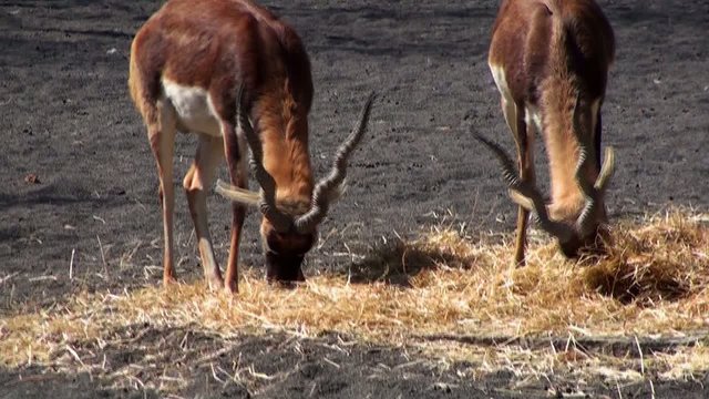 antilope cervicapra
