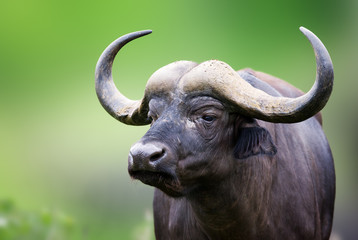 Portret van een Afrikaanse buffel