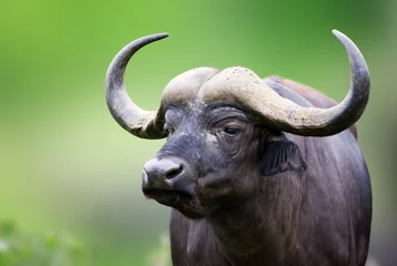 Deurstickers Buffel Portret van een Afrikaanse buffel
