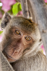 Hua Hin Monkey 07