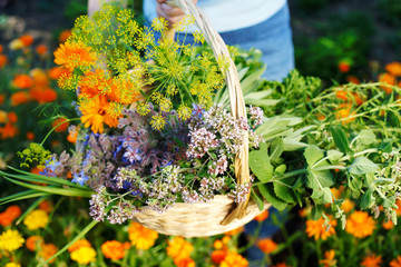 frau erntet kräuter