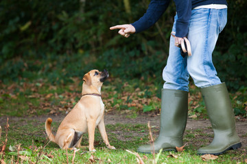 Dog training