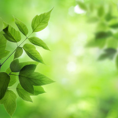 Fototapeta na wymiar świeże i zielone liście