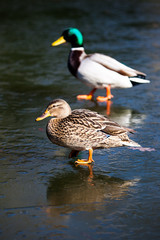 Ducks on icy pond