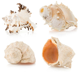 seashell on white