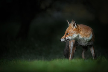 Red Fox