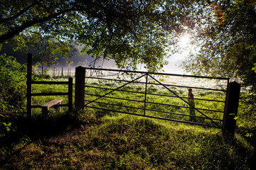 Woodland gateway in the early morning