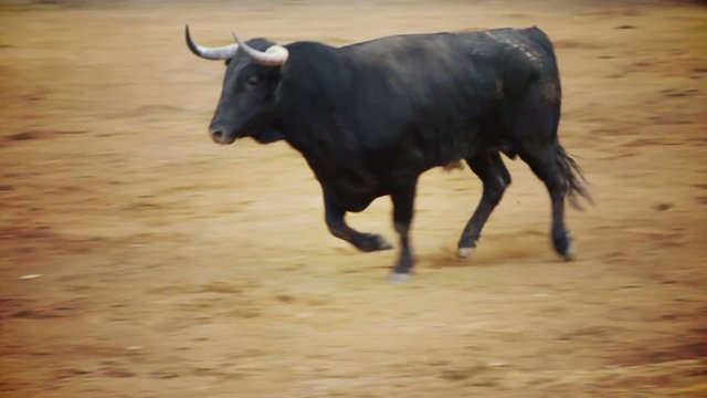 Powerful spanish bull, bullfight arena