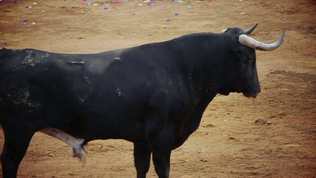 Powerful spanish bull, bullfight arena