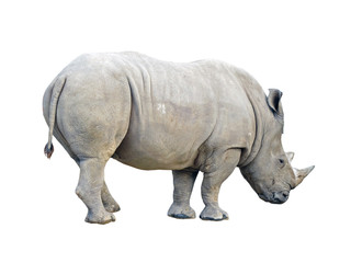 Obraz premium rhinoceros