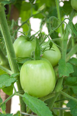 Tomatoes in the garden