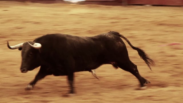 Powerful spanish bull, bullfight arena, A black bull charges across the sandy bullfighting arena, showcasing strength and movement. Ideal for cultural, festival, and action-themed projects.