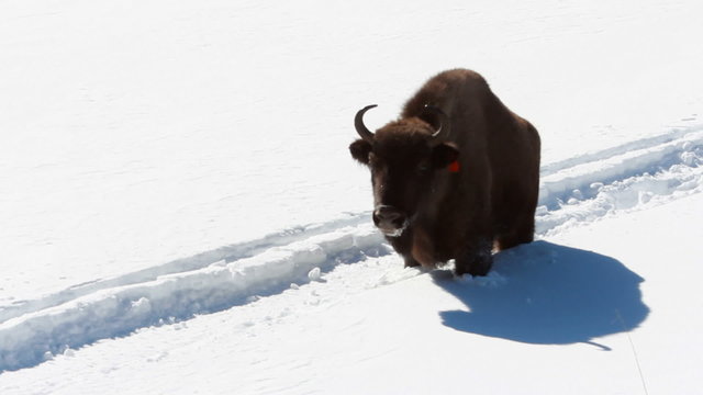 European bison bull