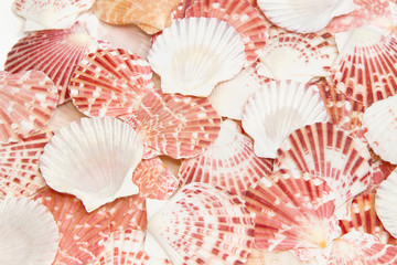 Pile of sea shells for background