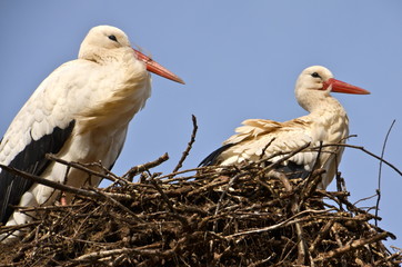 White Storks on nest in spring