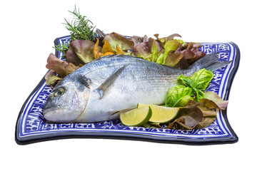 Fresh raw dorada