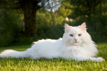 Die große weiße Katze der Schönheit