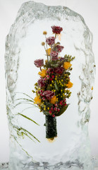 beautiful flowers with ice