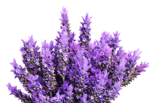 Fototapeta lavender
