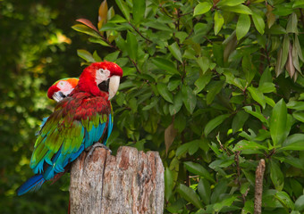 Beautiful Hawaiian Parrots